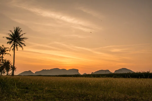 Gras im Samroiyod Nationalpark, Pranburi, prachuap khiri khan, Thailand — Stockfoto