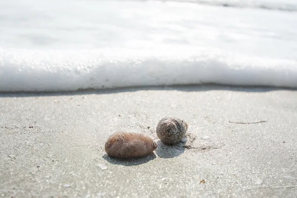 Strzykwy na piasku z fal morskich — Zdjęcie stockowe