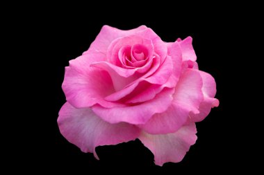 Pembe gül siyah arkaplanda izole edilmiş.