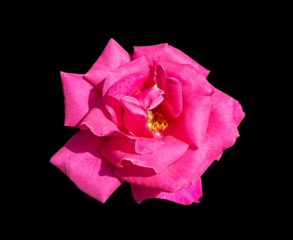 Rose rose isolée sur fond noir — Photo