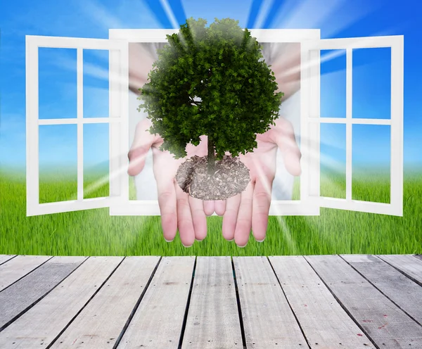 Дерево в руках с окном, концепция экологии — стоковое фото