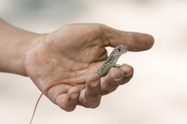 Kelebek Agama kertenkele (Leiolepis Cuvier) elinde, Tayland