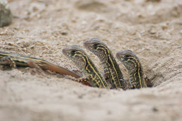 Kelebek Agama kertenkele (Leiolepis Cuvier), Tayland — Stok fotoğraf