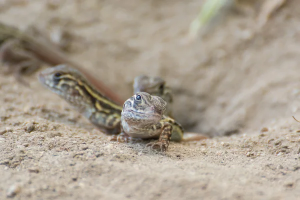 蝶アガマトカゲ トカゲ (Leiolepis キュビエ)、タイ — ストック写真