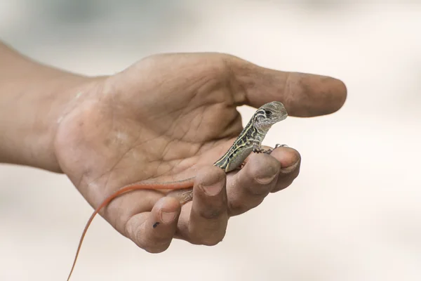 Pillangó Agama gyík (Leiolepis Cuvier) a kezében, Thaiföld — Stock Fotó