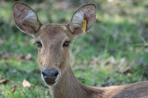 Sangai or Thamin deer — Stock Photo, Image