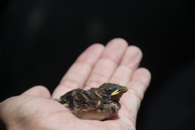 siyah arka plan üzerine el bebek brd