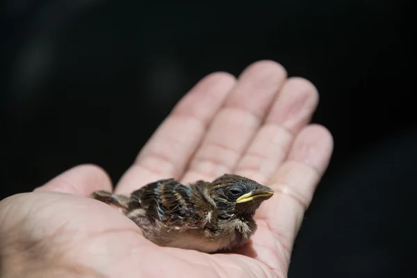 Baby brd in hand  on black background — Stock Photo, Image