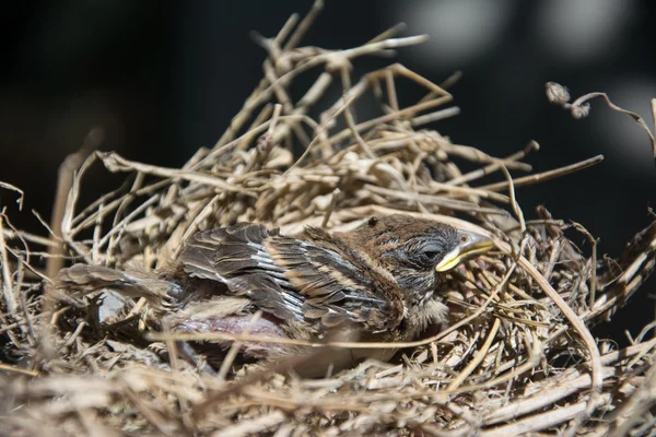 Baby fågel i boet — Stockfoto