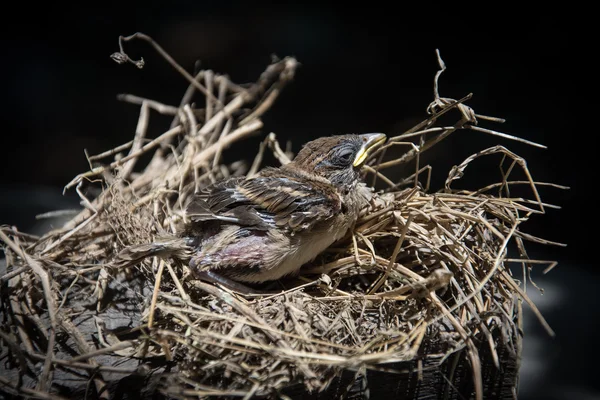Μωρό πουλί στην φωλιά — Φωτογραφία Αρχείου