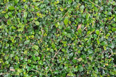 Yeşil duvar arka plan, filtre işlemine yaprakları