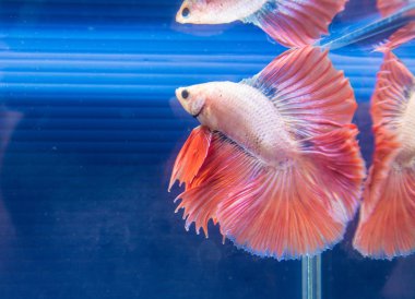 fighting fish  in a bowl