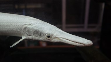Timsah garfish