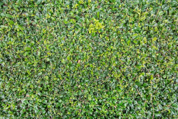 Hojas verdes fondo de pared, Proceso con filtro —  Fotos de Stock