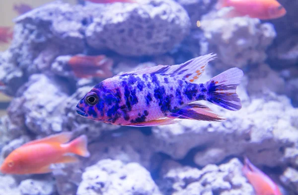 Bunte Fische schwimmen im Aquarium — Stockfoto