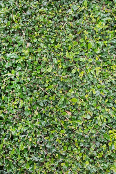 Зеленые листья стены фона, Процесс с с фильтром — стоковое фото