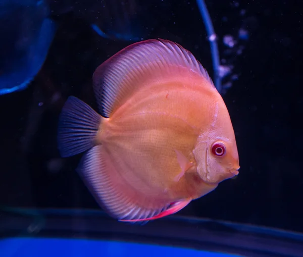 수족관에서 빨간 원반던지기 물고기 — 스톡 사진