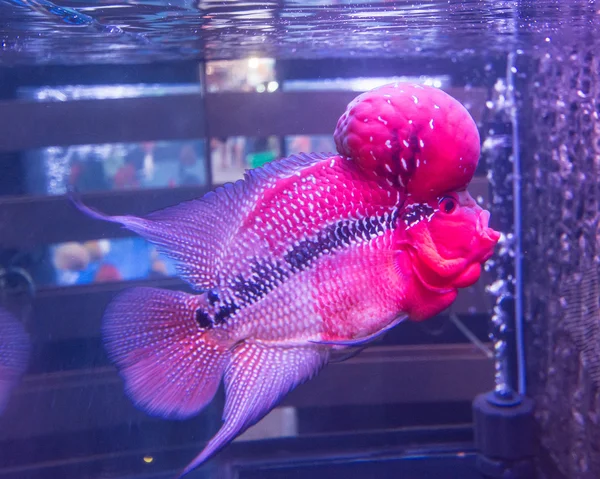 Tropischer Fisch roter Buntbarsch — Stockfoto