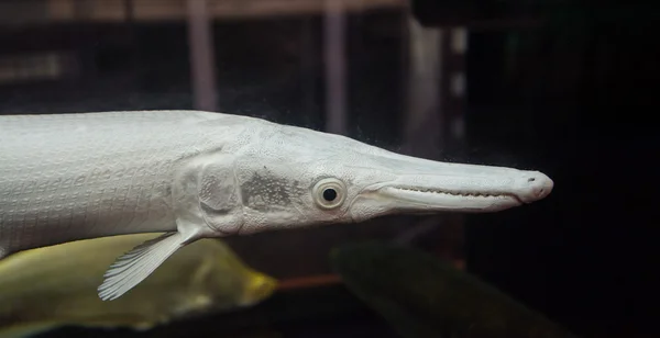 악어 garfish — 스톡 사진