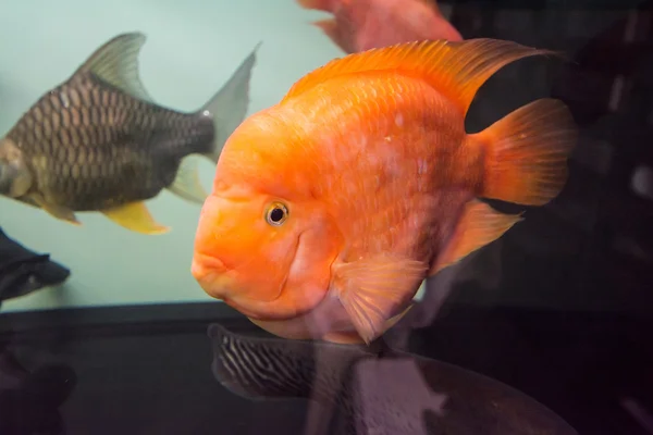 Tropical fish orange Cichlid — 스톡 사진