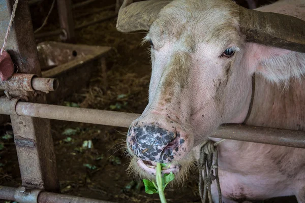 Tay buffalo sebze yemek — Stok fotoğraf