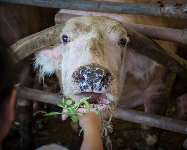 Utfodring thailändska vit buffel — Stockfoto