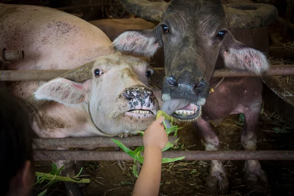 Utfodring thailändska buffalo — Stockfoto