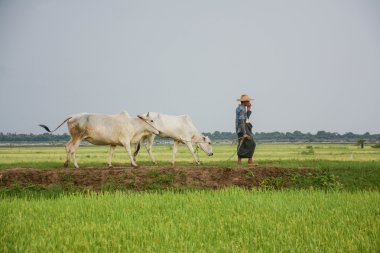 Mandalay, Myanmar - 31 Temmuz 2015: Birmanya çiftçi yürüme inek çeltik veya pirinç alan üzerinde yer alan Bagan 31 Temmuz 2015 Mandalay, Myanmar