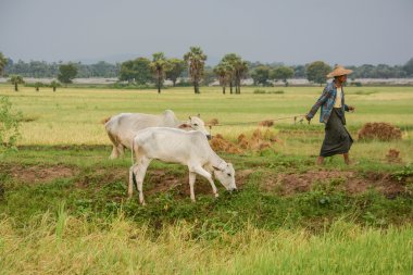 Mandalay, Myanmar - 31 Temmuz 2015: Birmanya çiftçi yürüme inek çeltik veya pirinç alan üzerinde yer alan Bagan 31 Temmuz 2015 Mandalay, Myanmar