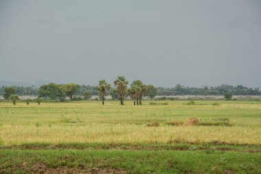 Mandalay, Myanmar içinde eğe pirinç