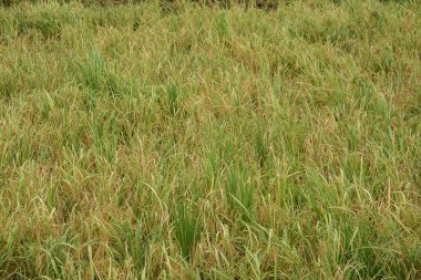 Mandalay, Myanmar içinde eğe pirinç