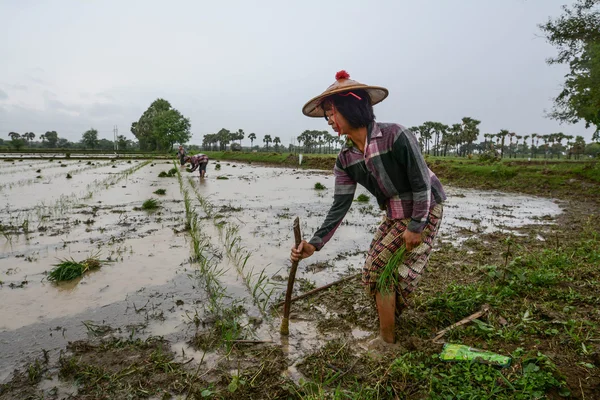 MANDALAY, MYANMAR - 31 JULY 2015: Petani di Mandalay, Myanmar, menanam padi di ladang banjir — Stok Foto