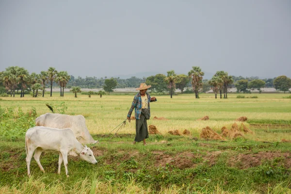 Mandalay, Myanmar - 31 Temmuz 2015: Birmanya çiftçi yürüme inek çeltik veya pirinç alan üzerinde yer alan Bagan 31 Temmuz 2015 Mandalay, Myanmar