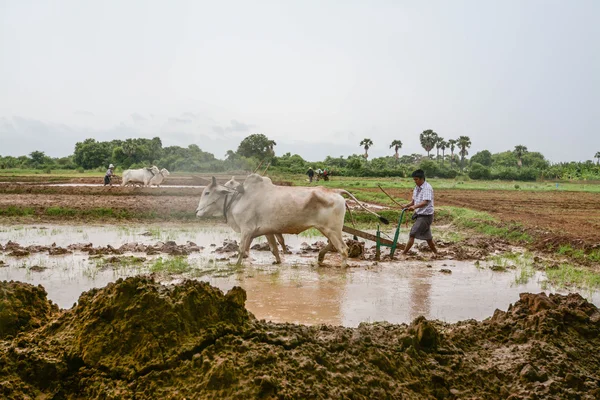 Mandalay çiftçiler