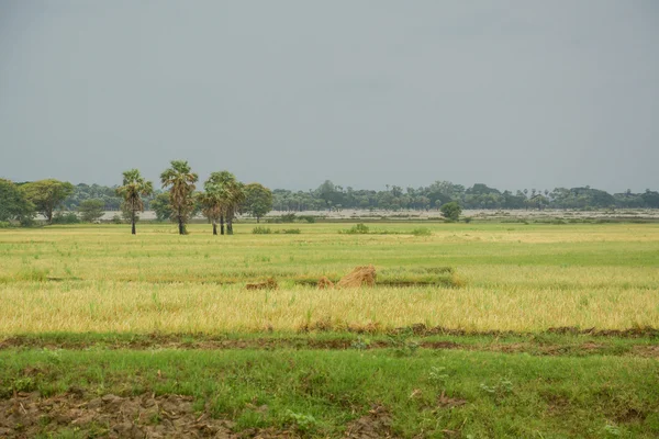 Rýže, vejít do Mandalay, Myanmar — Stock fotografie