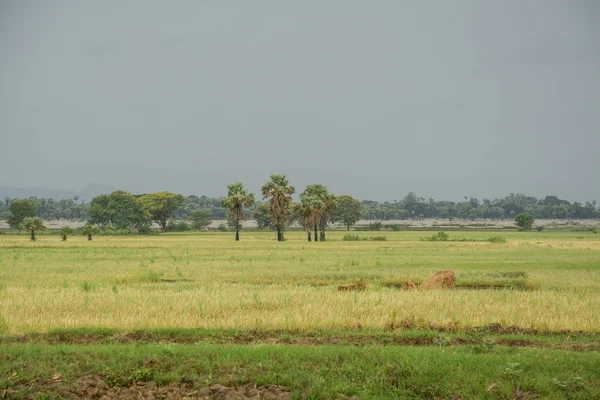 Mandalay, Myanmar içinde eğe pirinç