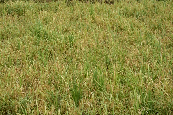 Mandalay, Myanmar içinde eğe pirinç