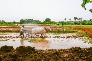 Mandalay, Myanmar - 31 Temmuz 2015: çiftçiler Mandalay, Myanmar, sular altında alanında pirinç dikim