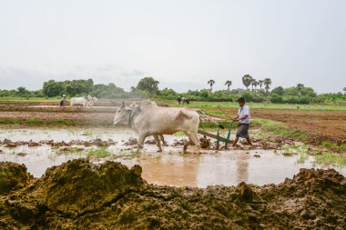 Mandalay, Myanmar - 31 Temmuz 2015: çiftçiler Mandalay, Myanmar, sular altında alanında pirinç dikim