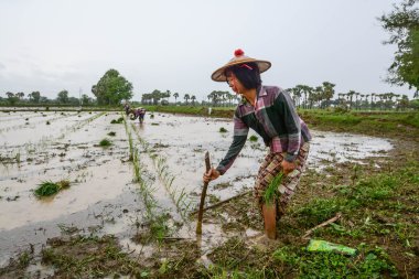 Mandalay, Myanmar - 31 Temmuz 2015: çiftçiler Mandalay, Myanmar, sular altında alanında pirinç dikim