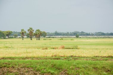 Mandalay, Myanmar içinde eğe pirinç