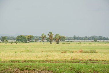 Mandalay, Myanmar içinde eğe pirinç