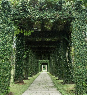 bir bahçede yeşil kemer.