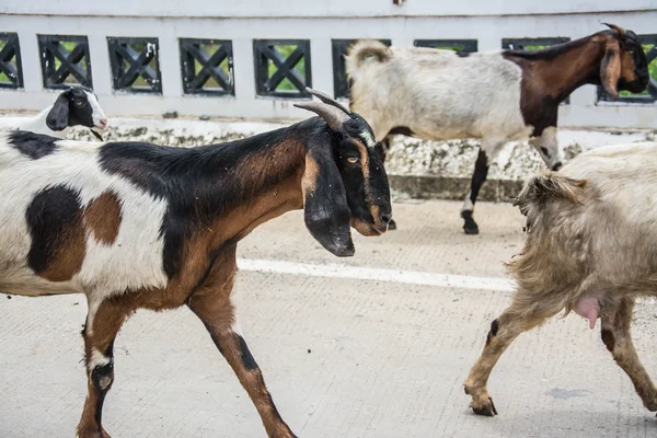 Yoldaki keçiler. — Stok fotoğraf