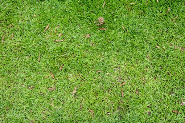 Зеленая трава бесшовная текстура. Бесшовные только в горизонтальном измерении. — стоковое фото