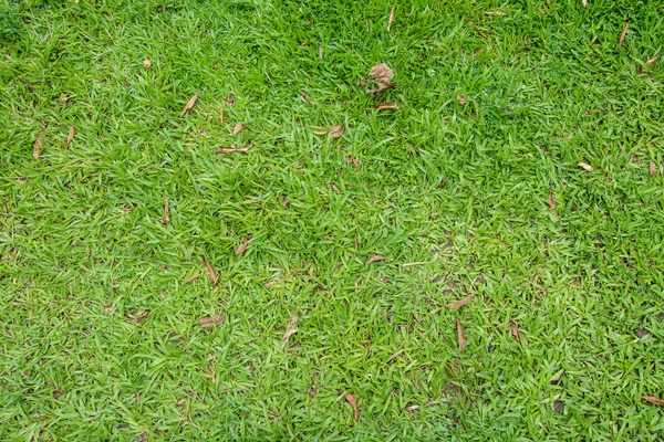 Green grass seamless texture. Seamless in only horizontal dimension. — Stock Photo, Image