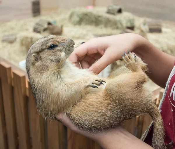 女性の手で遊ぶ野生のシマリス. — ストック写真