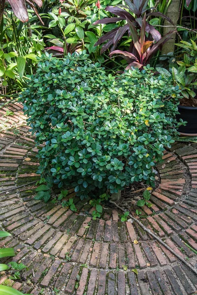 Árboles en el jardín — Foto de Stock