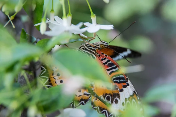 Closeup butterfly on flower (Common tiger butterfly) — Stock Photo, Image