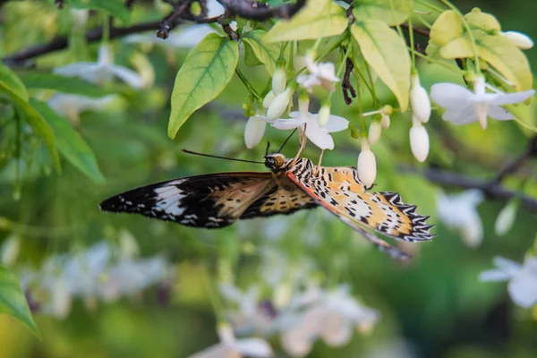 Closeup butterfly on flower (Common tiger butterfly) — Stock Photo, Image